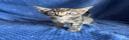 Maine Coon cats for sale: Maine coon x  - Advert 6