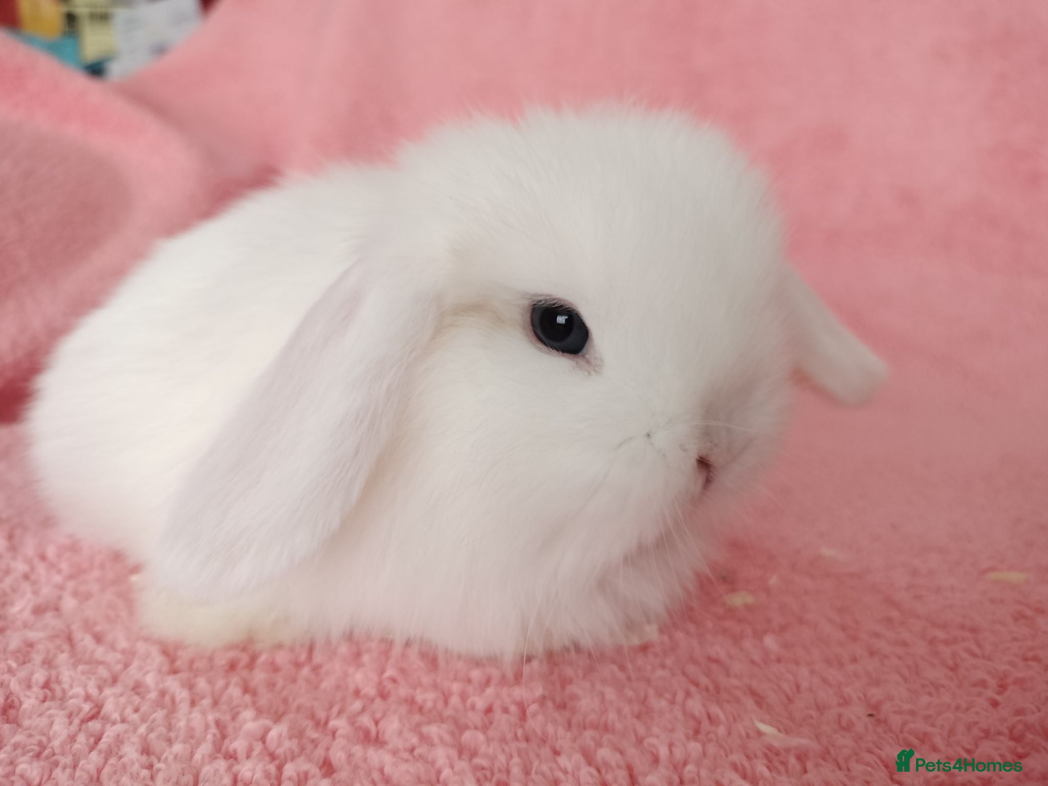Mini Lop rabbits Baby mini lops for sale  - Advert 15
