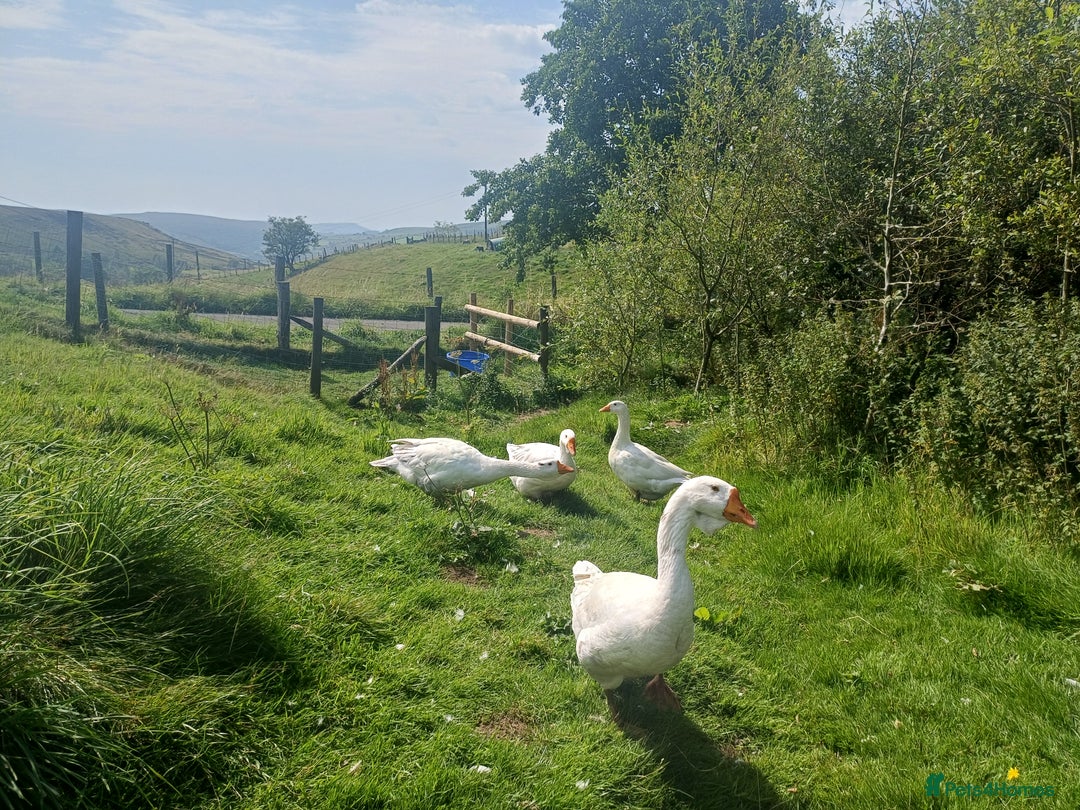 Geese poultry for sale: Beautiful Emden Geese - Image 9