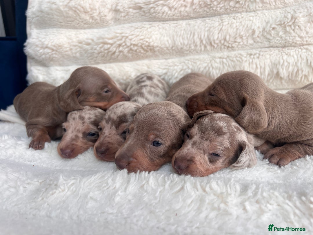 Miniature Dachshund dogs for sale: Miniature dachshunds  - Image 24