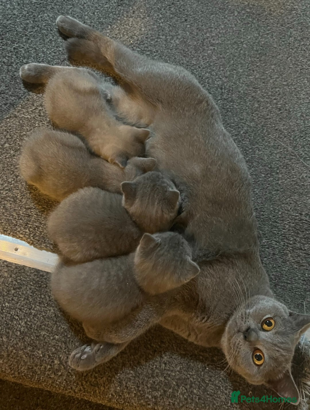 British Shorthair cats for sale: british shorthair kittens - Advert 5