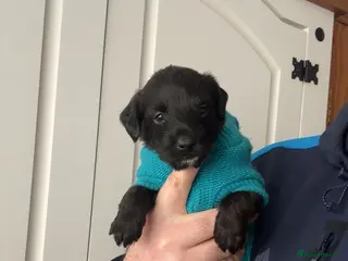 Mixed Breed dogs Italian greyhound x toy poodle - Advert 2