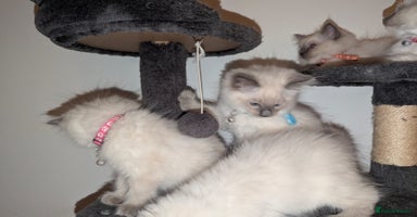 Ragdoll cats - Advert 1