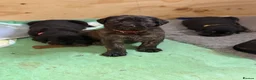 Mixed Breed dogs for sale: ❣️READY NEXT WEEK❣️Cane Corso cross ❣️ - Advert 24