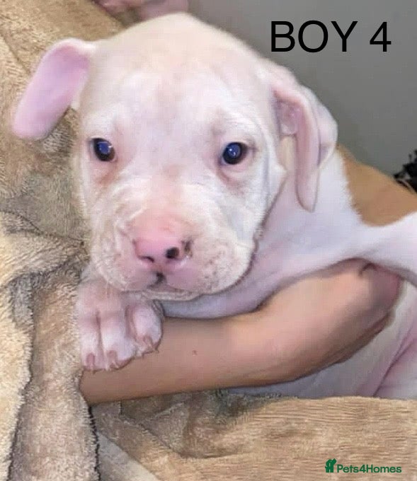 American Bulldog dogs American bulldog puppies - Advert 4