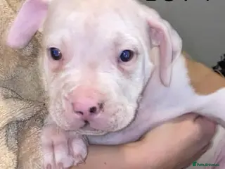 American Bulldog dogs American bulldog puppies - Advert 4