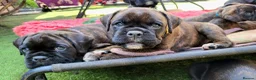 Boxer dogs for sale: Bobtail/tailed Boxer puppy - Advert 7