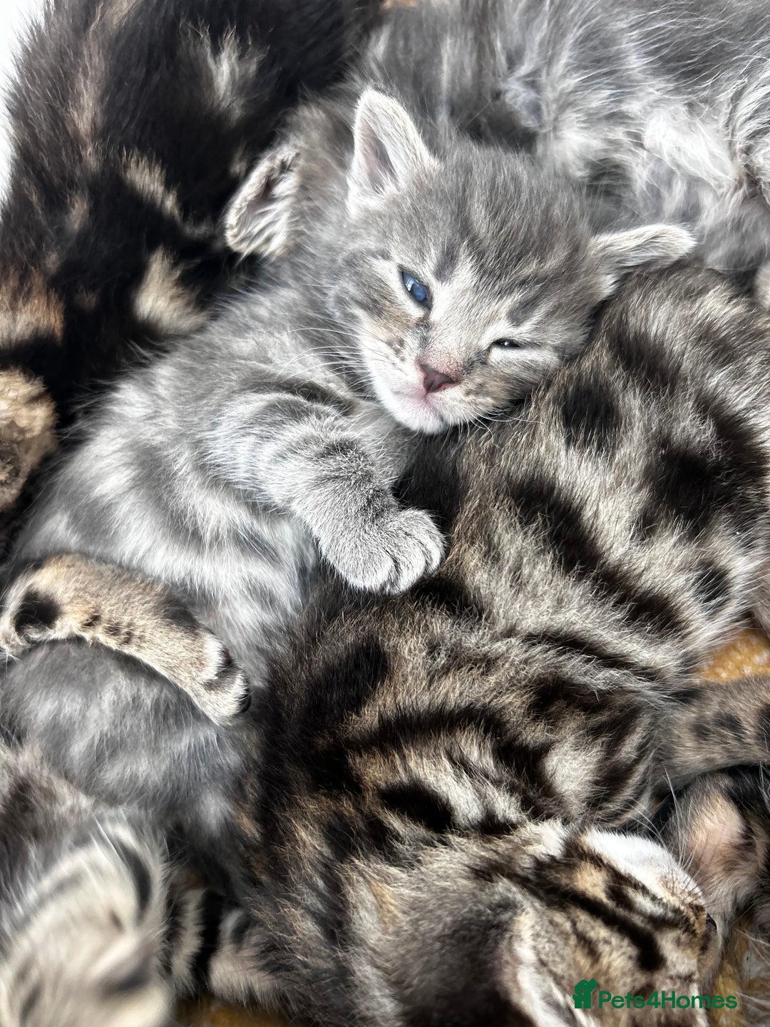 Bengal cats for sale: Bengal cross kittens  - Image 2