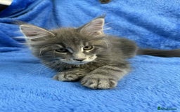 Maine Coon cats for sale: Kittens Maine Coon registered with Gccf  - Image 6