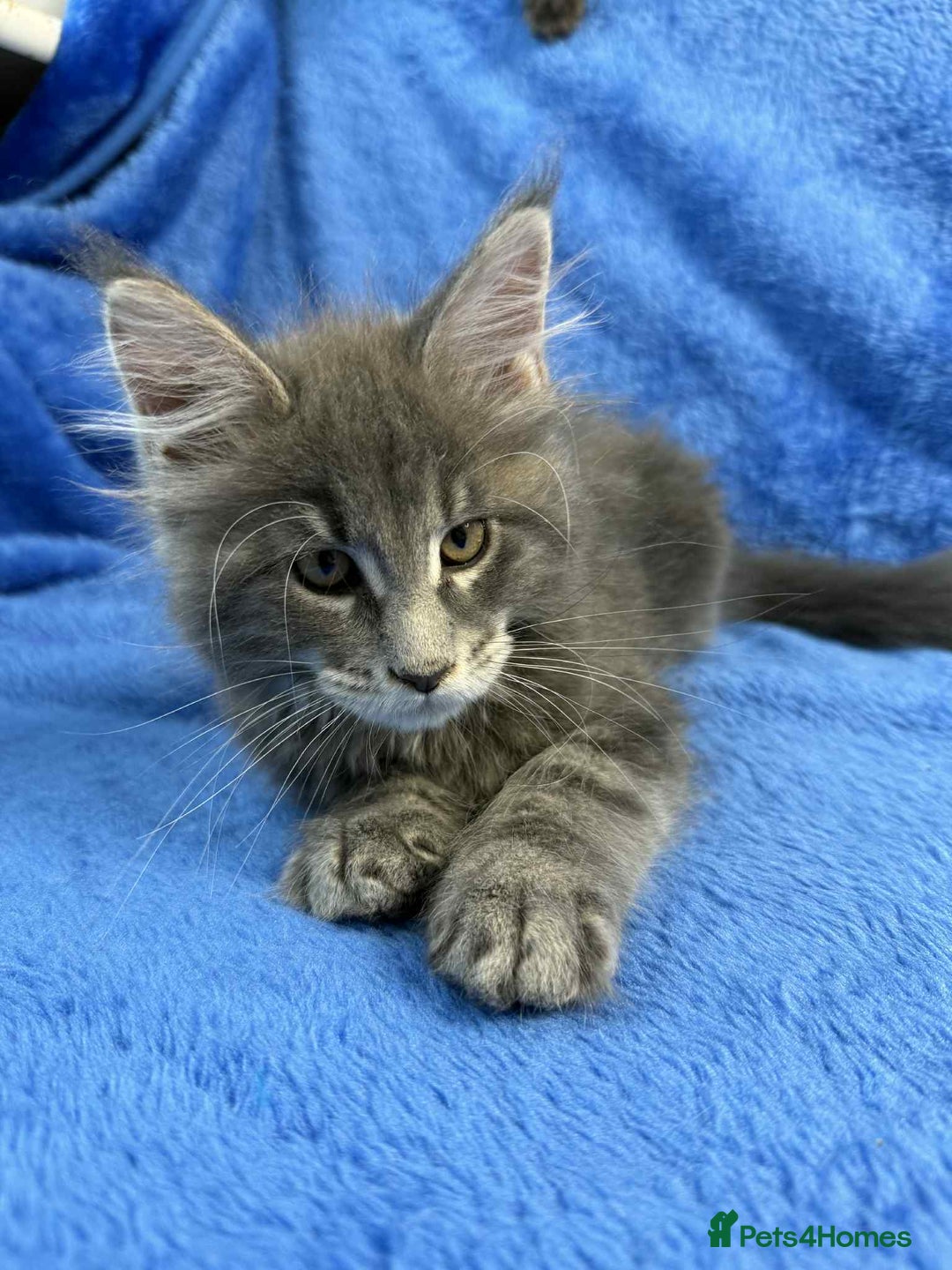 Maine Coon cats for sale: Kittens Maine Coon registered with Gccf  - Image 6