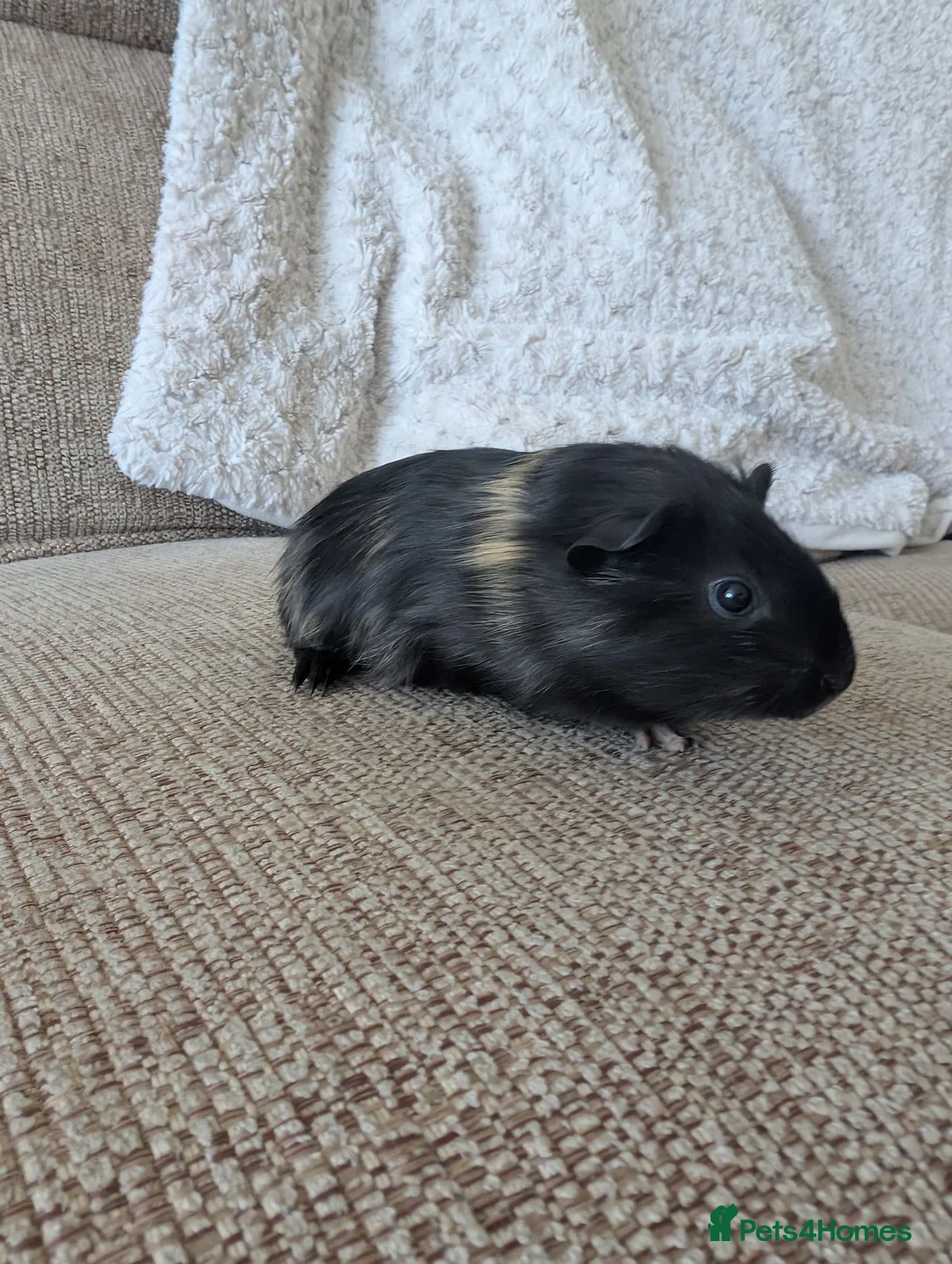Guinea Pig rodents for sale: Three beautiful bonded boars for sale. in Benfleet - Advert 2