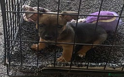 Mixed Breed dogs for sale: 1 Female Jack Russel cross Chihuahua - Image 3