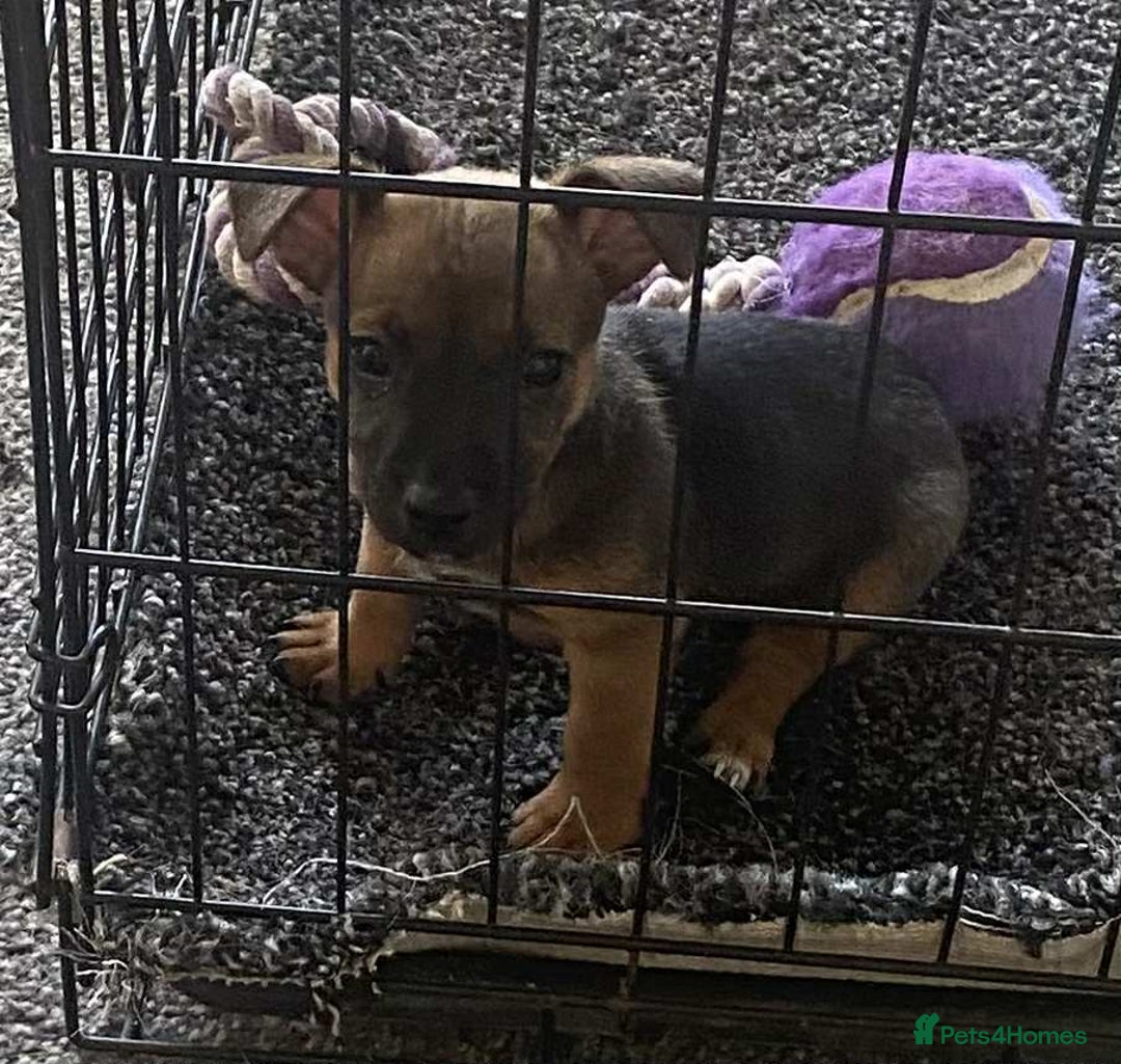Mixed Breed dogs for sale: 1 Female Jack Russel cross Chihuahua - Image 3