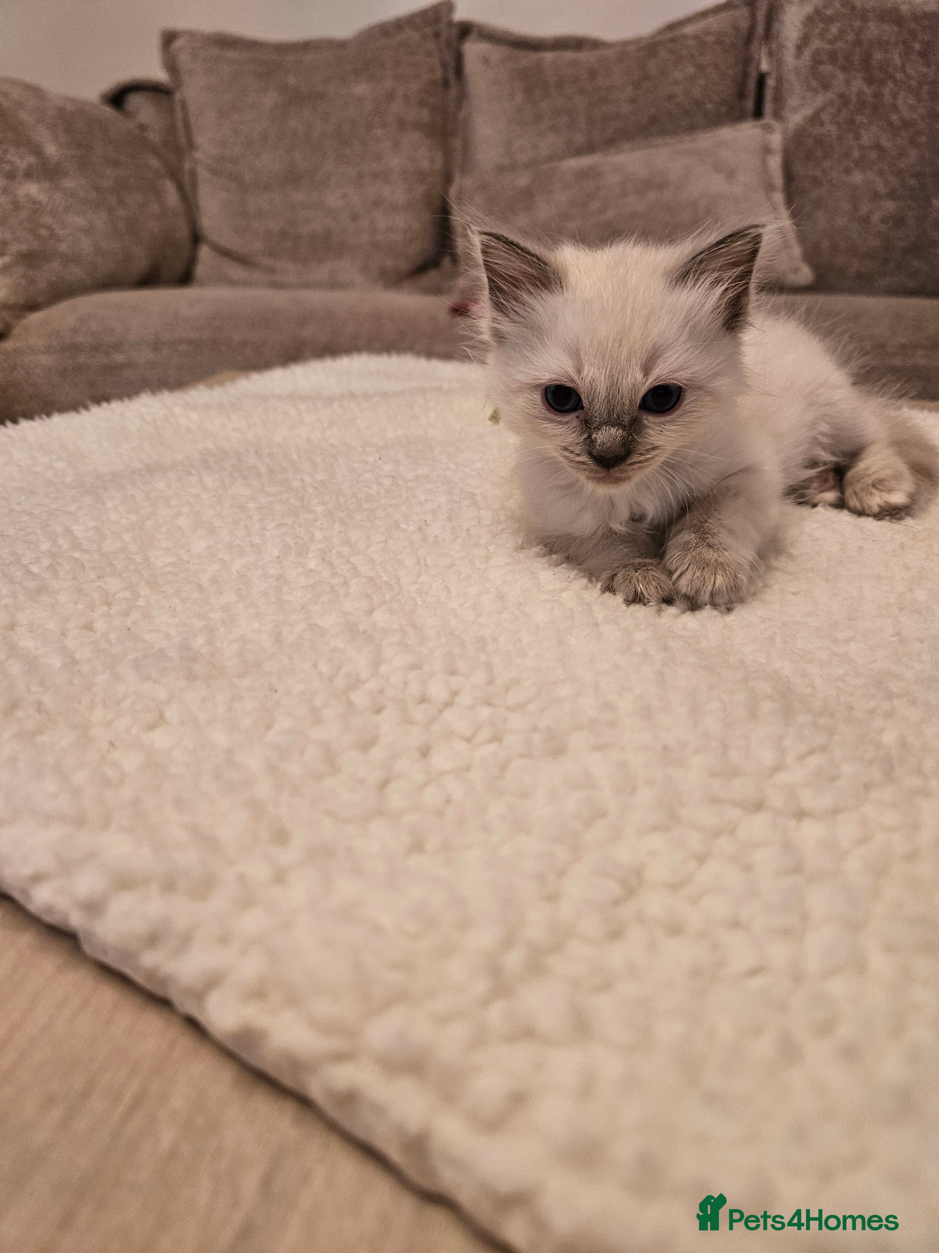 Ragdoll cats BEAUTIFUL PUREBRED BLUE COLOURPOINT RAGDOLLS - Advert 1