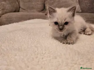 Ragdoll cats BEAUTIFUL PUREBRED BLUE COLOURPOINT RAGDOLLS - Advert 1