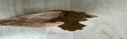 Gecko reptiles for sale: Crested geckos  - Advert 4