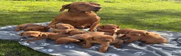 Hungarian Vizsla dogs for sale: Beautiful KC Reg Hungarian Vizsla Puppies - Advert 1