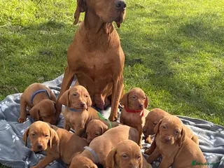 Hungarian Vizsla dogs Beautiful KC Reg Hungarian Vizsla Puppies - Advert 4