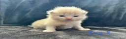 Scottish Fold cats for sale: Scottish fold kittens-Both parents TICA registered - Advert 10