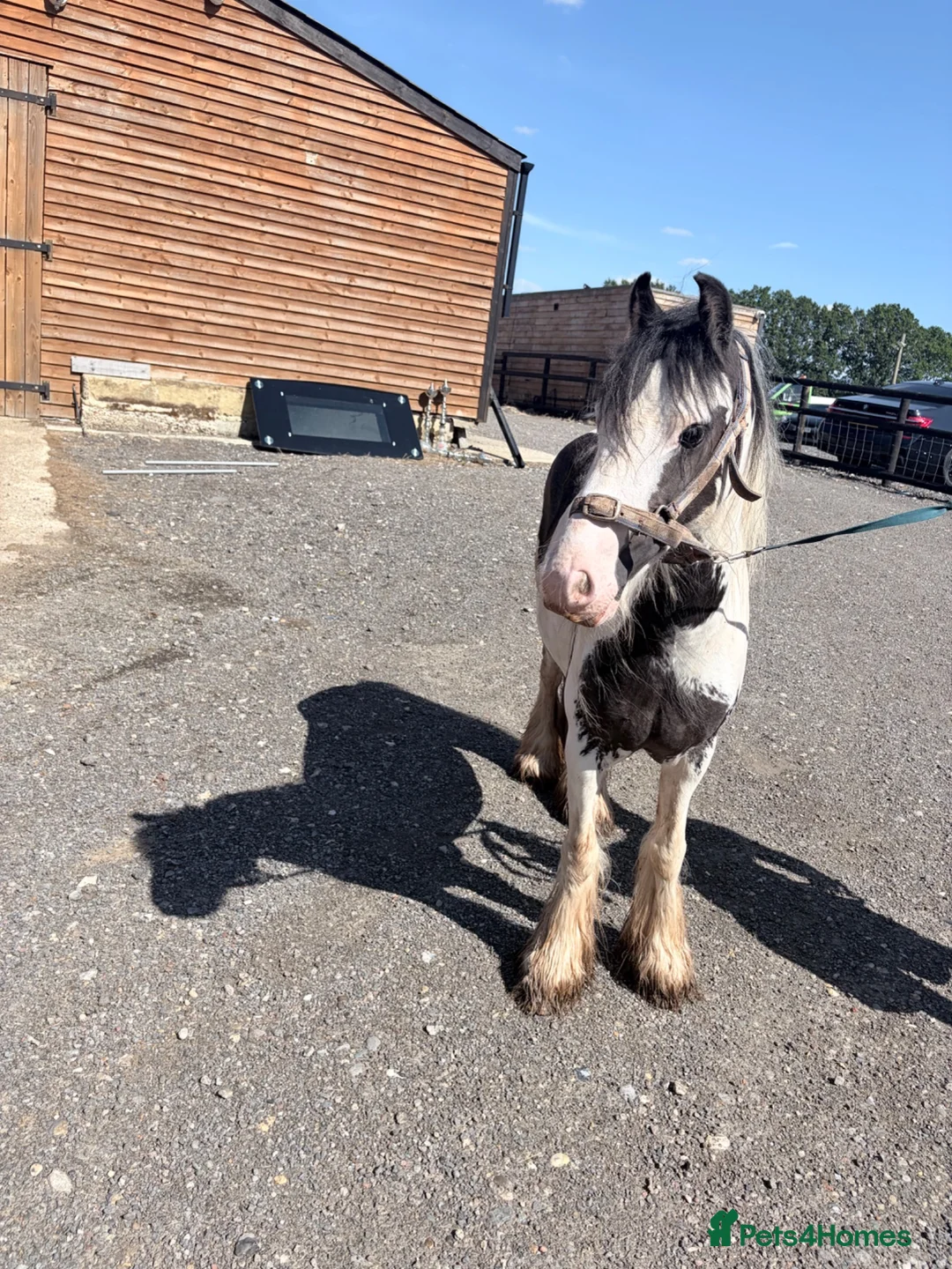Irish Cob horses for sale: 11 hands 1 driving mare  - Advert 2