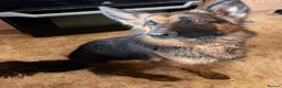 German Shepherd dogs for adoption: Bubbly Miley - Advert 1