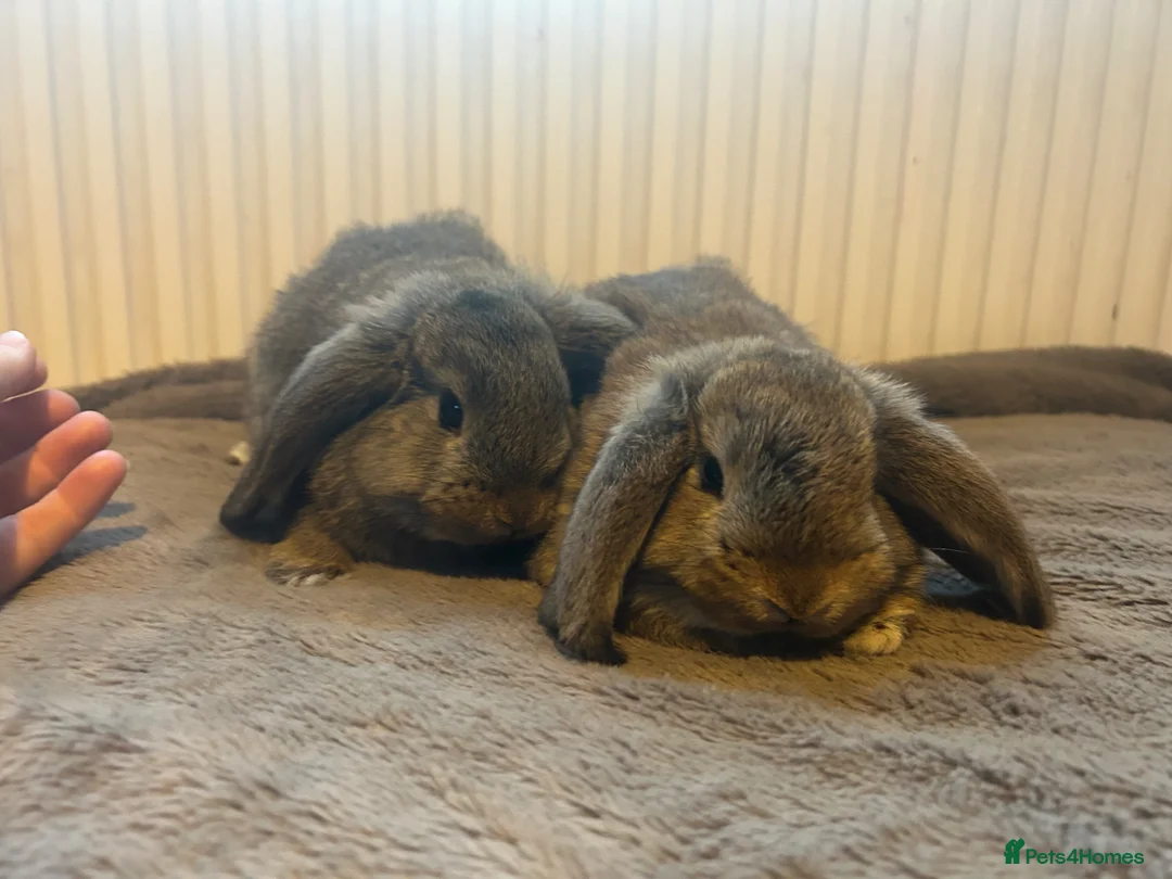 Mixed Breed rabbits for sale: Mixed breed baby bunnies  - Advert 1