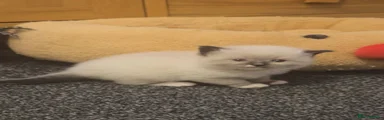 Ragdoll 6