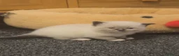 Ragdoll cats for sale: Adorable Beautiful Seal Mitted Ragdoll Kittens  - Advert 11