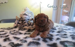 Cavapoo dogs for sale: Gorgeous Health Tested Cavapoo F1B Puppies - Image 15