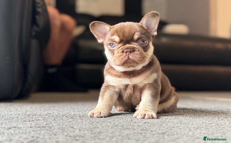 French Bulldog dogs - Advert 5