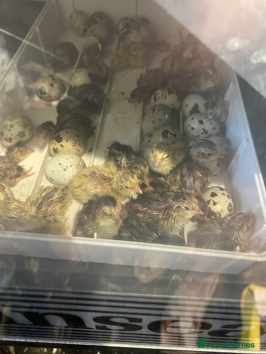 Quail poultry for sale: Coturnix quail see description for prices  - Advert 26