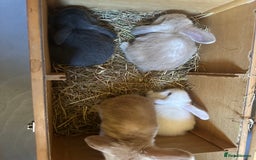 Mini Lop rabbits for sale: Sweet Baby Mini lops . - Image 11