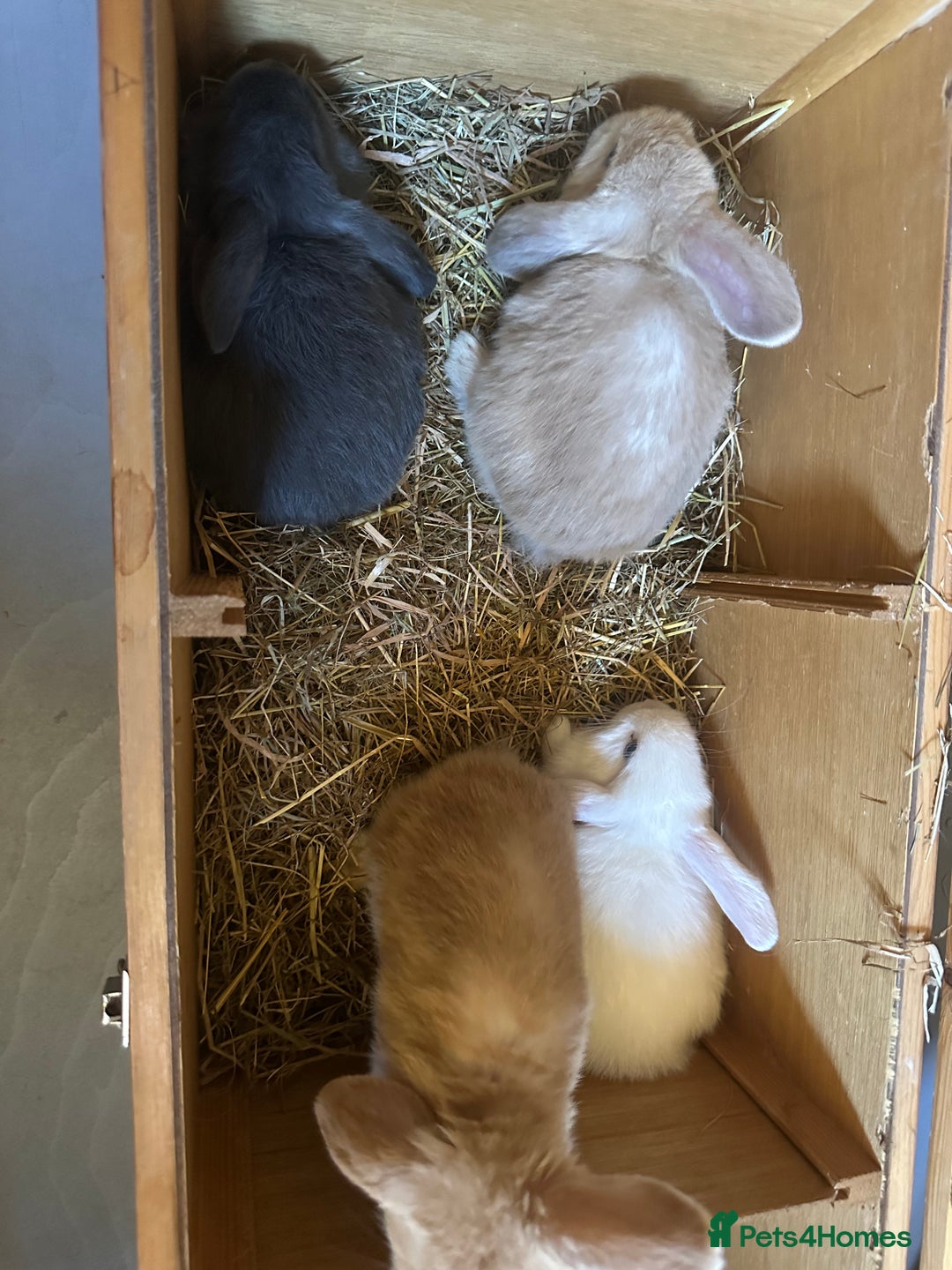 Mini Lop rabbits for sale: Sweet Baby Mini lops . - Image 11