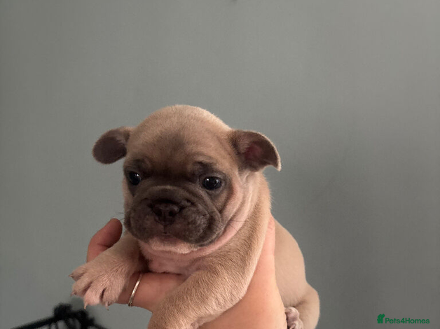 French Bulldog dogs Stunning Litter of French Bulldog Puppies - Advert 1
