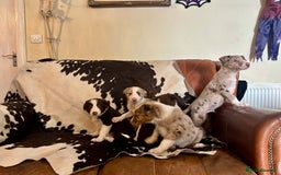 Border Collie dogs for sale: Stunning Merle Border Collie puppies.  - Image 7