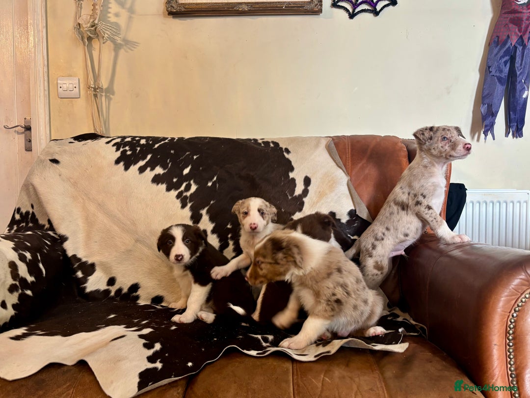 Border Collie dogs for sale: Stunning Merle Border Collie puppies.  - Image 7