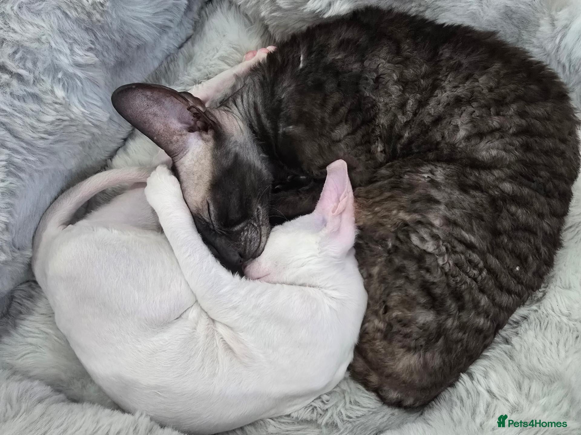 Cornish Rex cats Cornish Rex  - Advert 2