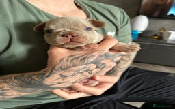 French Bulldog dogs for sale: Isabella french bulldog - Image 5