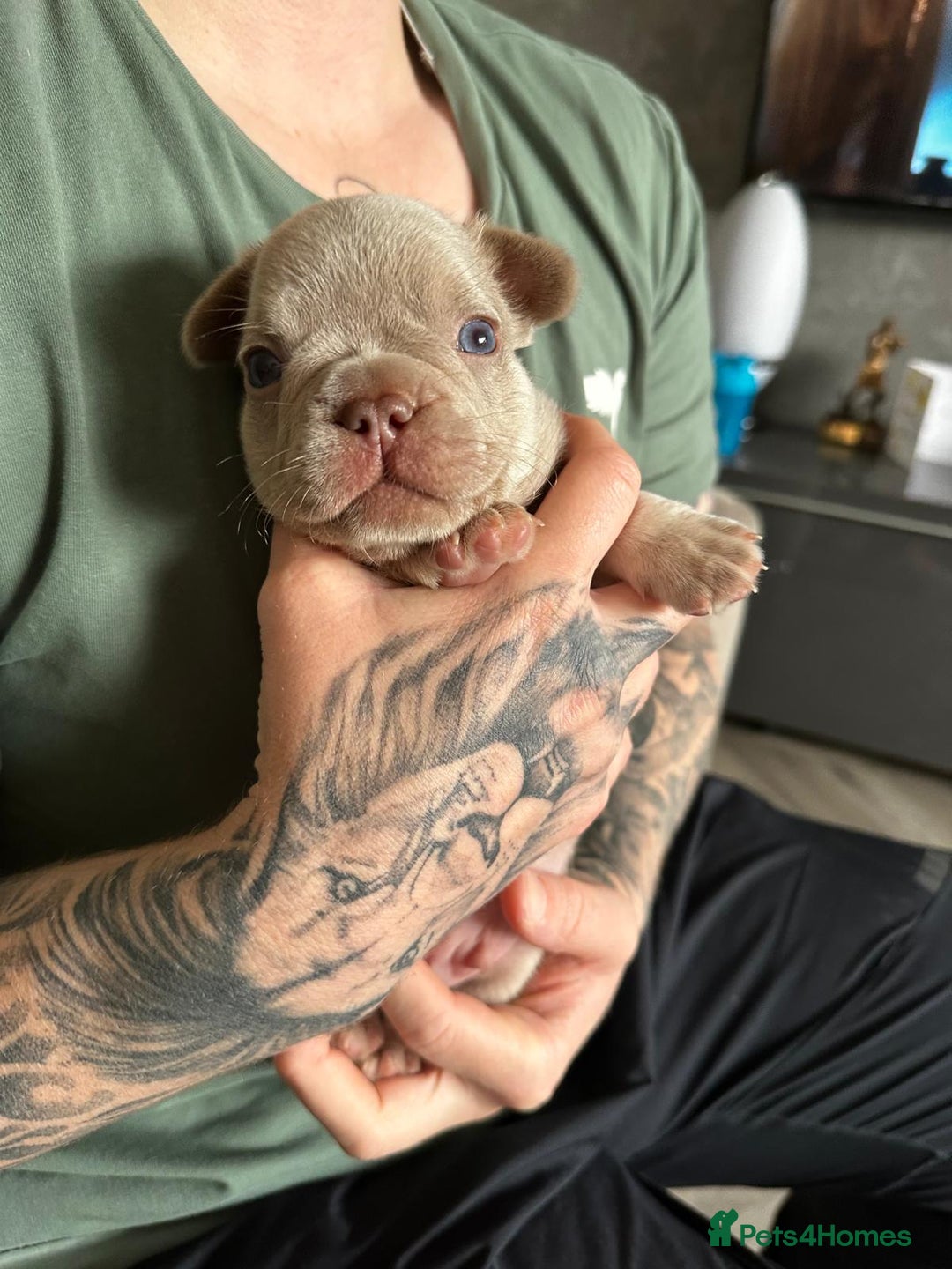 French Bulldog dogs for sale: Isabella french bulldog - Image 5