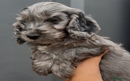 Cockapoo dogs for sale: Last Cockapoo Puppy - Litter of 7 – Reduced Price - Image 2