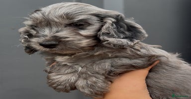 Cockapoo dogs - Advert 6
