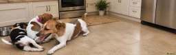 Jack Russell dogs for sale: Beautifull Jack Russell puppies  - Advert 2