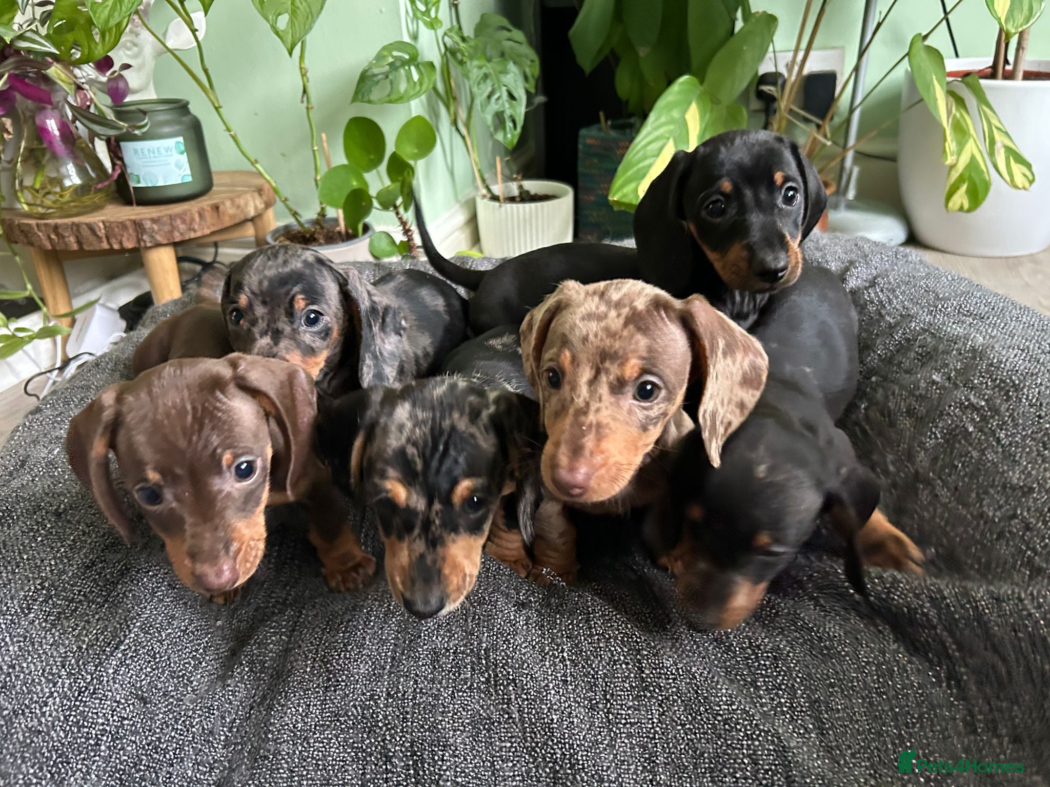 Dachshund dogs Ready now, Pedigree❤️🧡💚🩵 - Advert 17