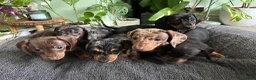 Dachshund dogs for sale: Full Pedigree Dachshund ❤️🧡💚🩵 - Advert 18