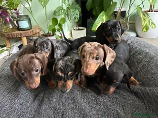Dachshund dogs Ready now, Pedigree❤️🧡💚🩵 - Advert 17
