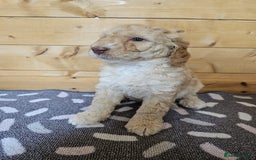 Australian Labradoodle dogs for sale: 💕 Stunning Australian Labradoodles! 💕 - Image 24