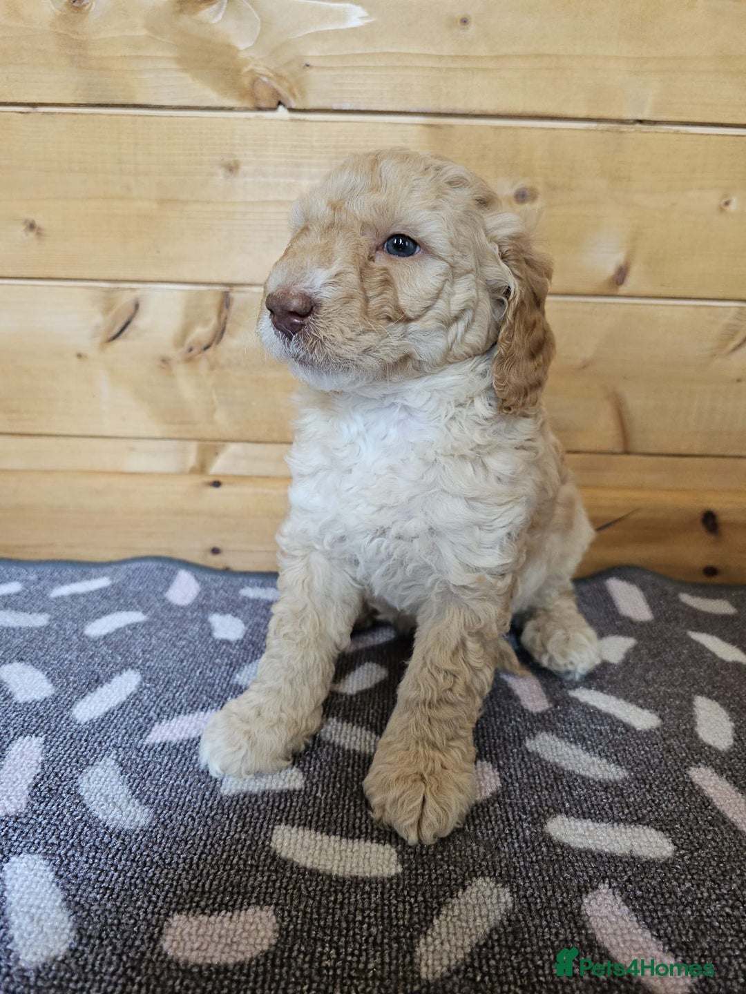 Australian Labradoodle dogs for sale: 💕 Stunning Australian Labradoodles! 💕 - Image 24