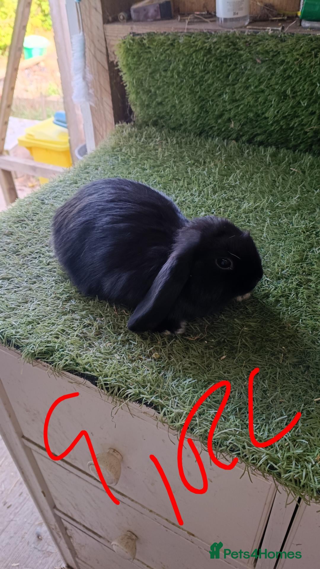 Mini Lop rabbits Mini lops  - Advert 22