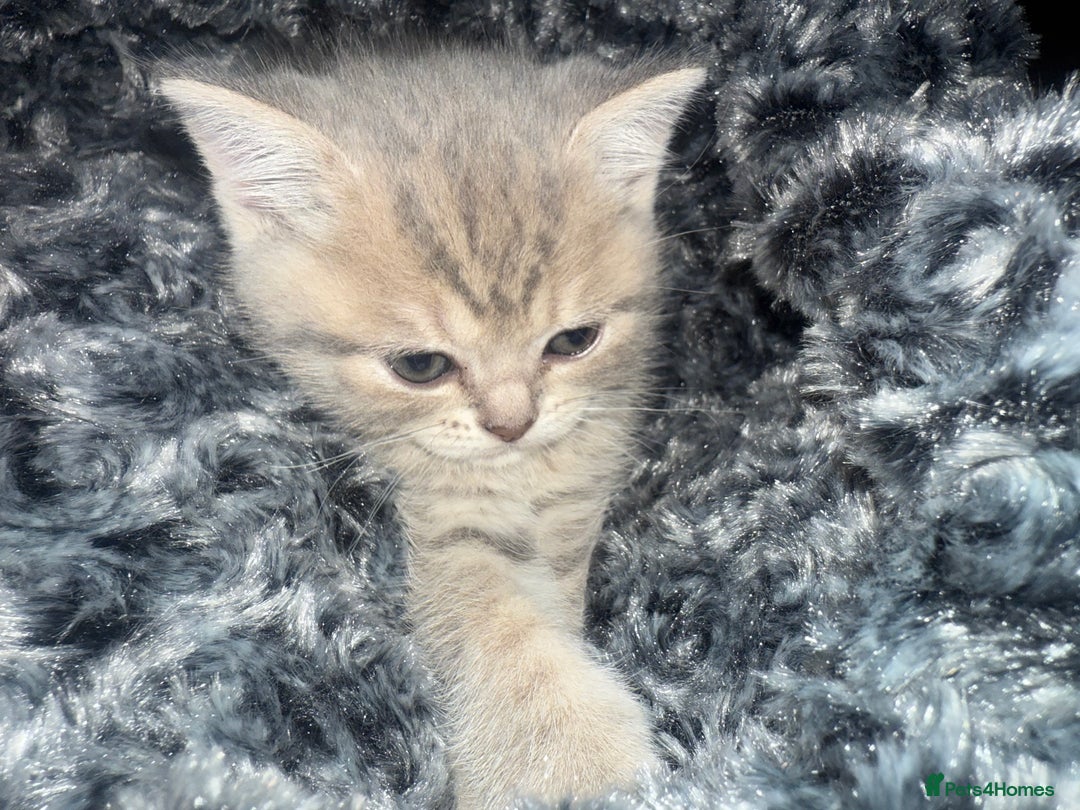 Scottish Fold cats for sale: Beautiful Scottish straight cross British shorts😍 - Image 30