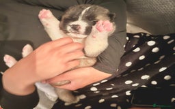 Akita dogs for sale: Quality Family Raised American Akita Puppies - Image 22